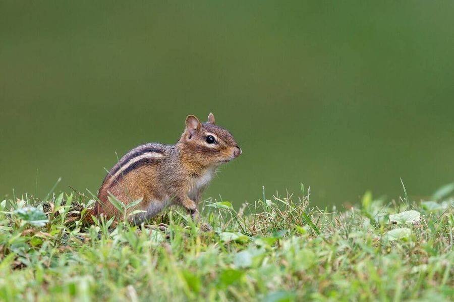 Chipmunk