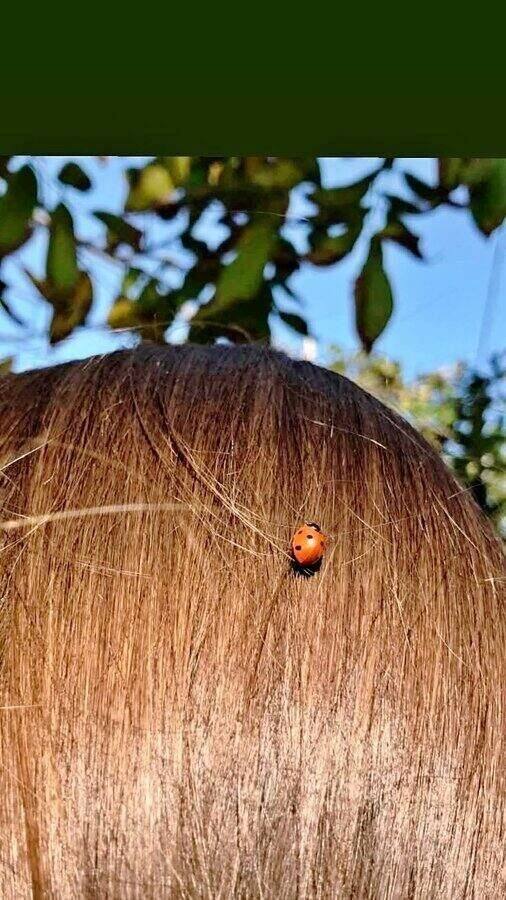 Ladybug
