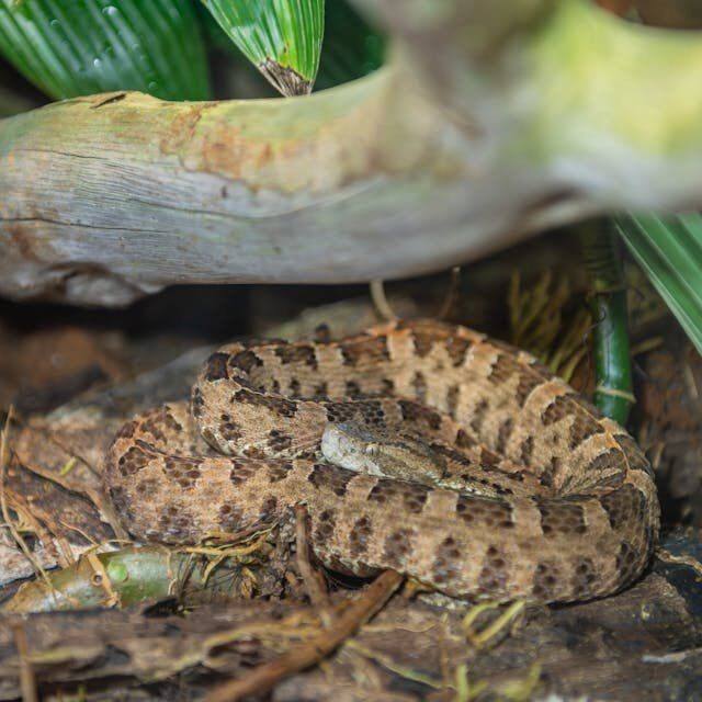 A coiled snake, an animal guide