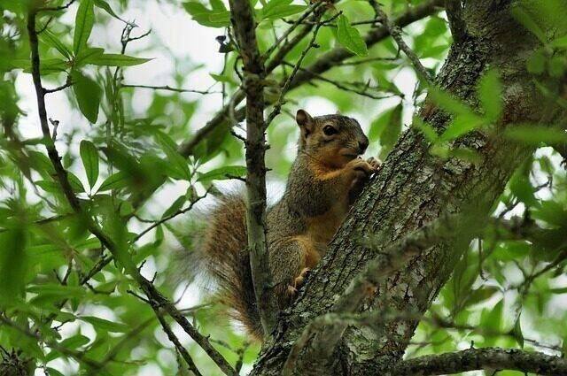 Squirrel