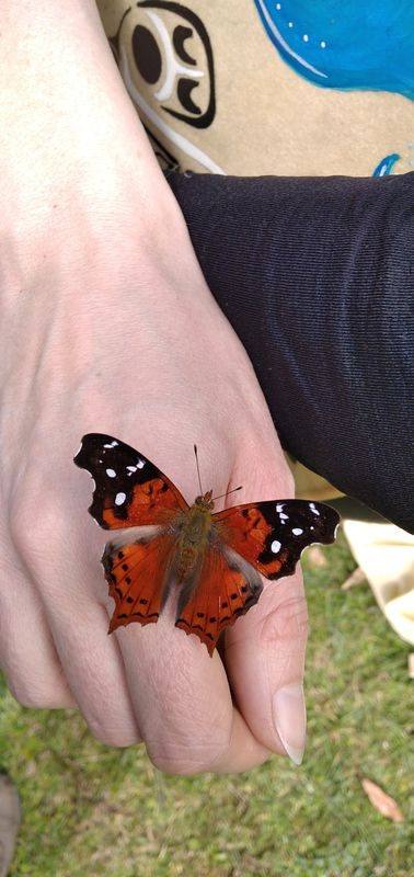 A butterfly resting on Di Michela hand