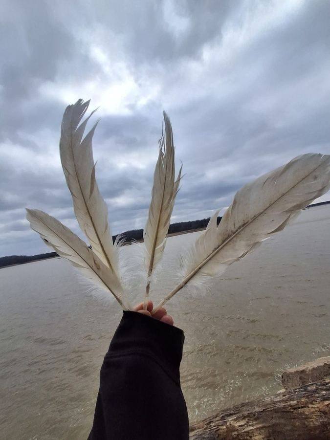 Feathers found by the shore