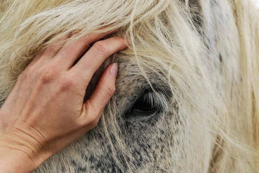 Michela in connection with an animal guide