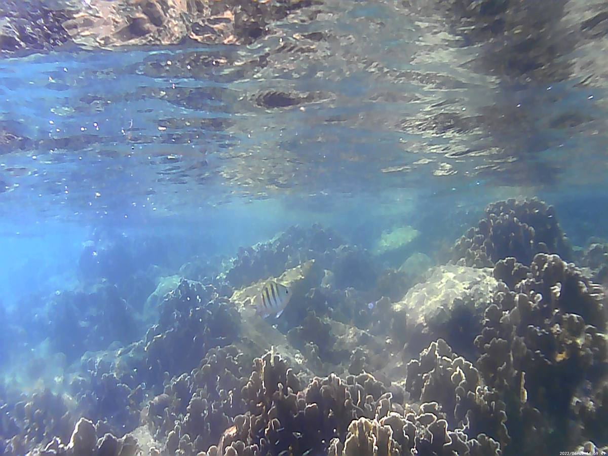 Lemuria — the ocean remembers