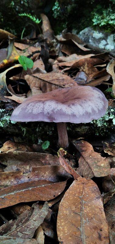 A mushroom among fallen leaves on the forest floor