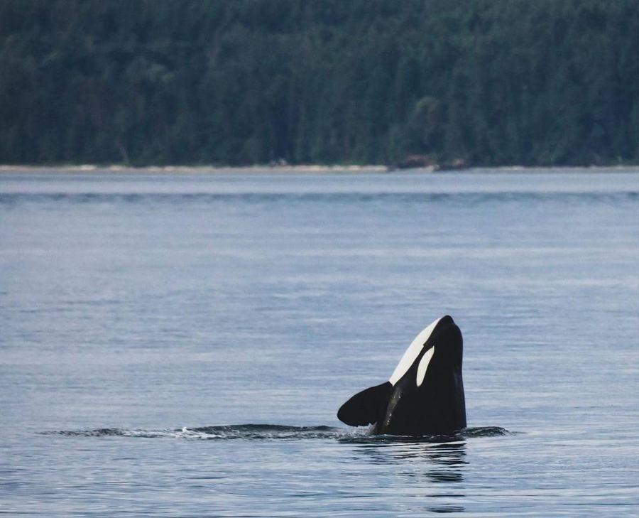 Orca, a spirit animal guide