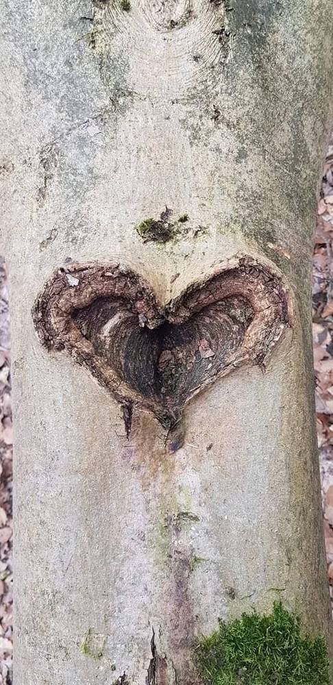 Tree — My Earth
