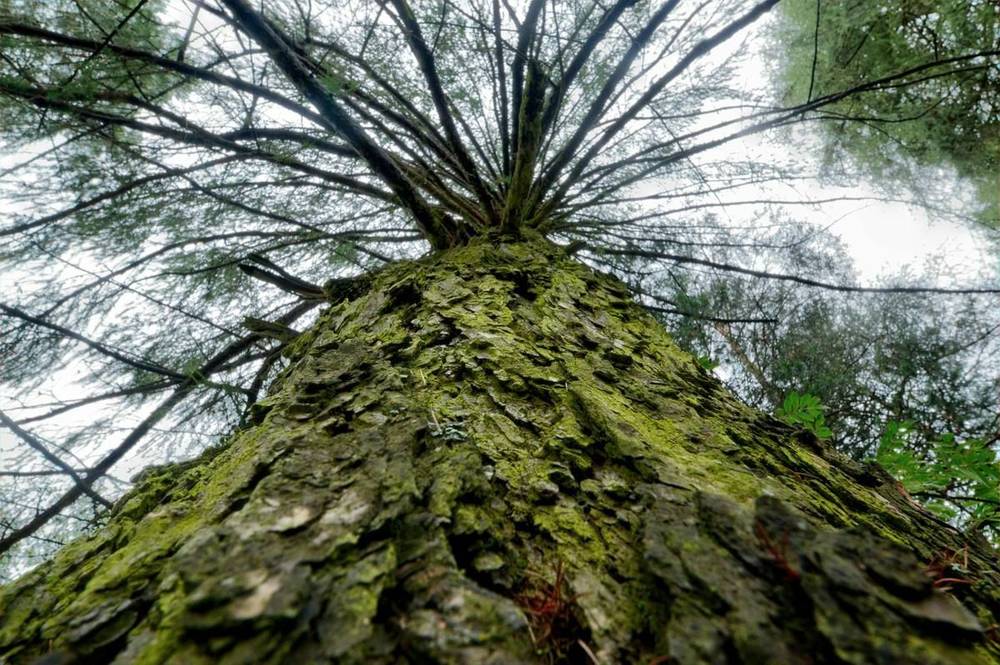 Tree — 444 Alignment