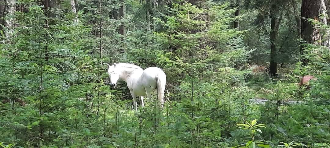 White horse in the forest